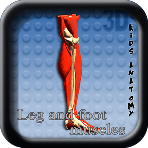 Health & Fitness - Kids Anatomy Leg and foot muscles - JOSE MAURICIO BARRIENTOS M