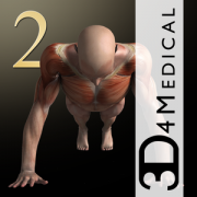 Health & Fitness - iMuscle 2 - 3D4Medical.com