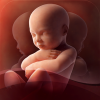 Health & Fitness - 3D Baby Pregnancy Tracker & Calendar for iPad - Tactica Interactive