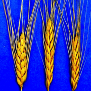 Health & Fitness - iFiber - iNutrient: Fiber - James Hollender