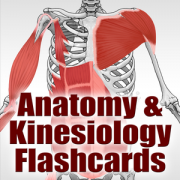 Health & Fitness - Anatomy & Kinesiology Flashcards - Human Kinetics