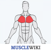 Health & Fitness - MuscleWiki Fitness - ryan watson