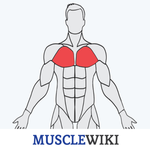 Health & Fitness - MuscleWiki Fitness - ryan watson