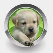 Health & Fitness - Homeopathy For Dogs - Rex Bunn